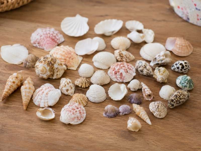  Explore the Seashells Together