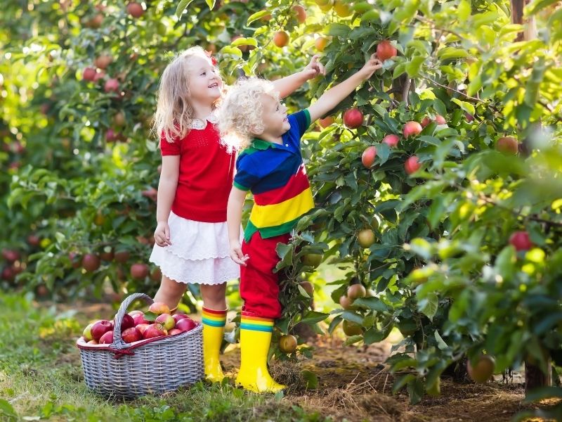  Create a Family Apple Picking Tradition