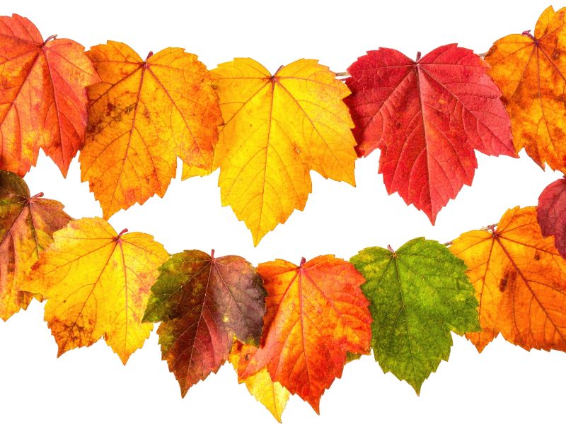 Create a Simple Leaf Garland