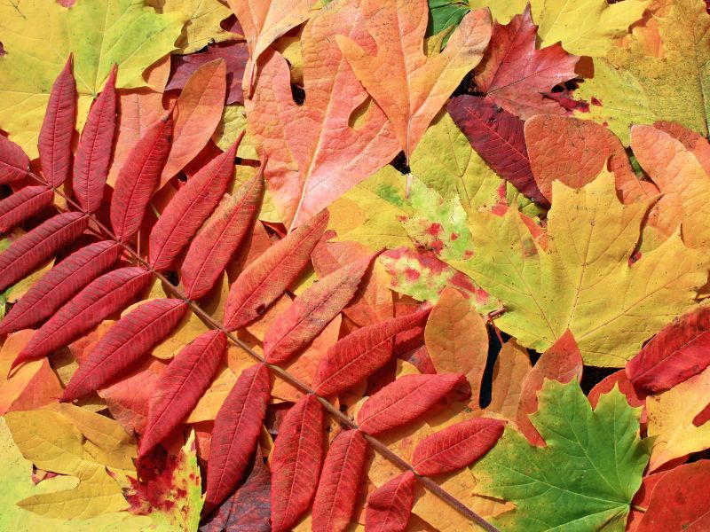 Leaf Collage